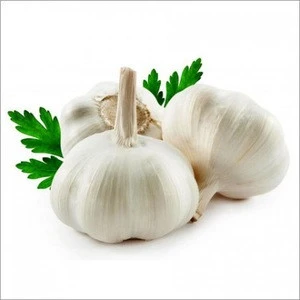 Vegetable Fresh Garlic