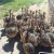 Import Well Fed Live healthy Ostrich/ Ostrich Chicks for sale from France