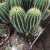 Import Wholesale cactus multi heads cactus indoor succulent nursery cactus plant decoration woody plant from China