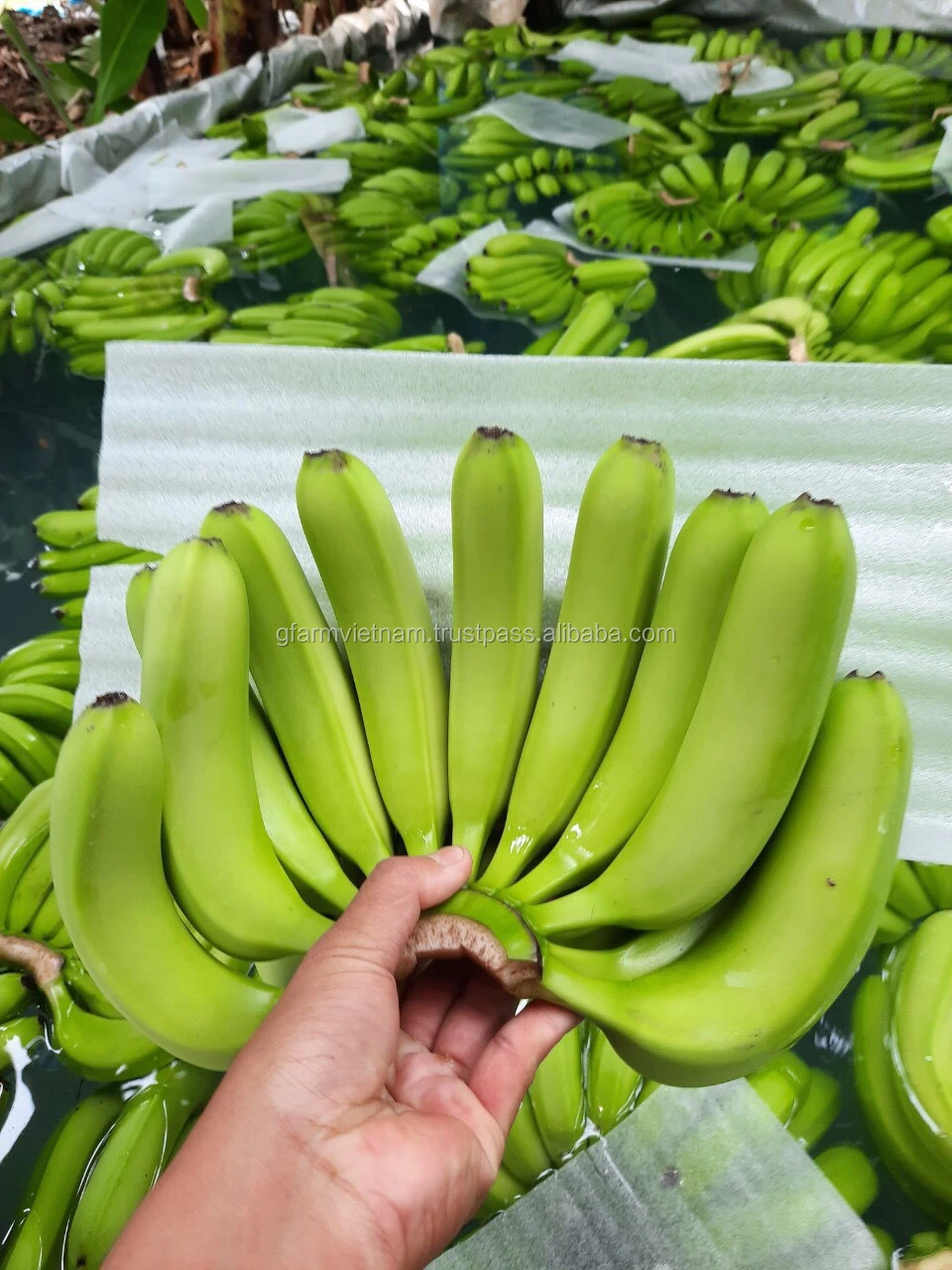 Wholesale price fresh green organic bananas in Vietnam season 2020