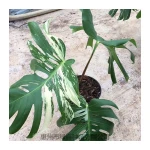 Wholesale  price  indoor decorative plant golden Monstera deliciosa plants bonsai