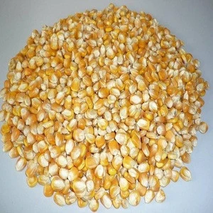 yellow corn/maize for animal feed