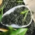 Import ZSL-GA-002 M  Popular Chosen Tasted Fragrant Green Tea Loose fines herbs foods from China
