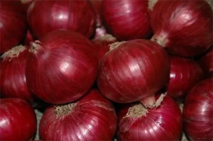 Onion Onion Wholesale Fresh Onion Red Onion Export Price