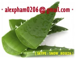 Fresh Aloe Vera Leaf/ Aloe Vera Jelly__whatsapp 0084399948793