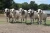 Import Brahman Bulls for sale from Cameroon