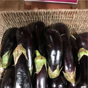 Wholesale Premium Quality Box Packaging Great Fresh Eggplant Vegetables