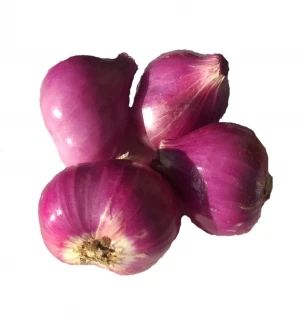 Red Onion ( Bima Super Philip )