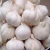 Import Purple White Fresh Natural Garlic from South Africa