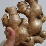 High Quality fresh ginger