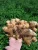 Import High Quality Fresh Ginger from Indonesia