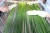 Import Eco grass straws from Vietnam