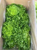 Fresh frill lettuce