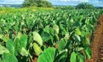 Taro leaves