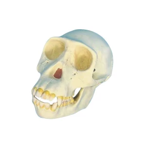Skull Model Anatomical Study Model Chimpaniee Skull