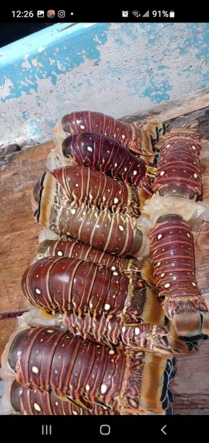 Brazilian Lobsters / Frozen Lobster Tails