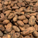 Wholesale Pure Quality Natural Roasted Peruvian Trinitario Cocoa Beans Bulk Dry Vacuum Packed for Chocolate