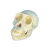 Import Skull Model Anatomical Study Model Chimpaniee Skull from China