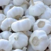 Purple White Fresh Natural Garlic