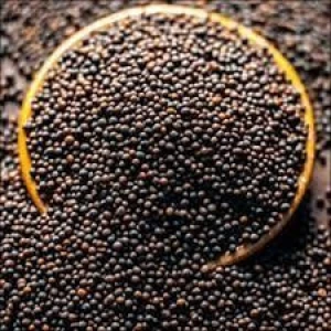 Premium Grape Seed – Raw Material for Supplements, Oil & Cosmetics