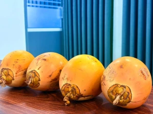 Fresh King Coconut Natural Hydrating Tropical Fruit