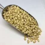 Best Selling High Quality Pine Nuts Dried Pine Nuts Edible Pine Nuts Snack Pine Nuts for Cooking Delicious Food