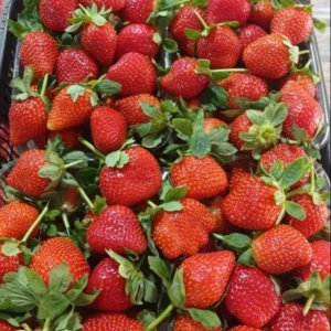 Quality Fresh Strawberry Fast Shipping high Quality Strawberry