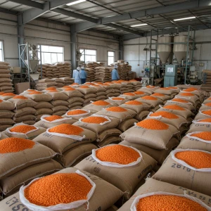 Premium Lentils for Sale with Rich Nutritional Content for Healthy Recipes and Protein-Packed Meals
