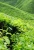 Import Certified Organic Matcha Green Tea Powder High Quality from Vietnam