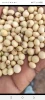 Soyabean
