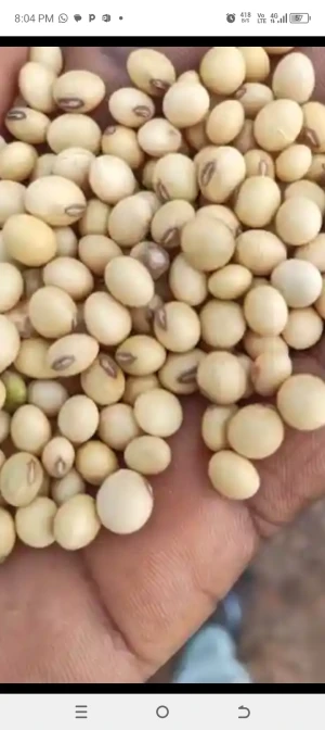 Soyabean