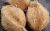 Import Semi Husk Coconut from United Arab Emirates