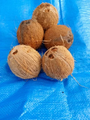 Selling Fresh Coconuts