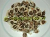 Moringa Seeds Kernel