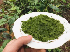 Certified Organic Matcha Green Tea Powder High Quality
