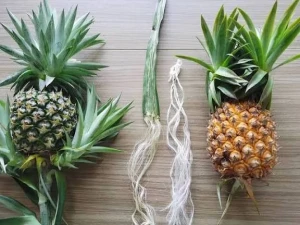 Pineapple fiber