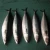Import 100% Quality Sea fish best seafood with fresh frozen mackerel fish/ pacific mackerel from Belgium