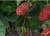 Import 100 Seeds Hybrid Black Raspberry Seedlings For Planting from China