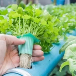 2 Inch Plastic Net cup Pot For Hydroponic NFT Pipe Vegetable Growing PP planting basket Mesh Pot growing lettuce
