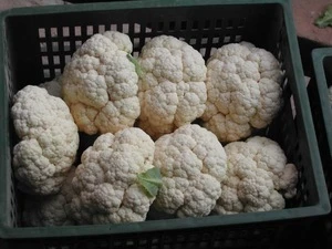 2016 fresh cauliflower (China)