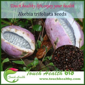 2017 High Germination Akebia trifoliata seeds