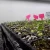 Import 72 Cells Plastic Plant Sprouter Nursery seeding Trays from China