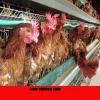 A type steel legs Quail Chicken Cage in Nigeria farm