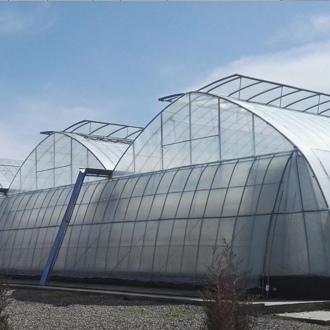 Agricultural Greenhouse /Agricultural Poly Film Greenhouse