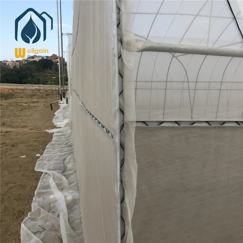 Agricultural Single Span Plastic Tunnel Greenhouse