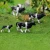 Import AN8704 Model Train Railway HO Scale NEW Scenery Landscape Layout 1:87 Well Painted Farm Animals Cows from China