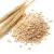 Import Barley from Kazakhstan