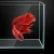 Import Best selling fashion design live aquarium fish from China