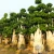 Import Big Size Ficus microcarpa bonsai tree for wholesale from China