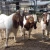 Import Boer goat from South Africa